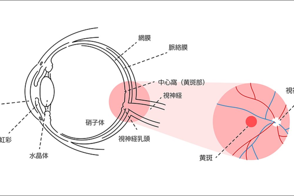 黄斑疾患の診療